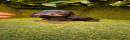 Teckel Miniatura perros en venta: teckel negro fuego miniatura  - Anuncio 2