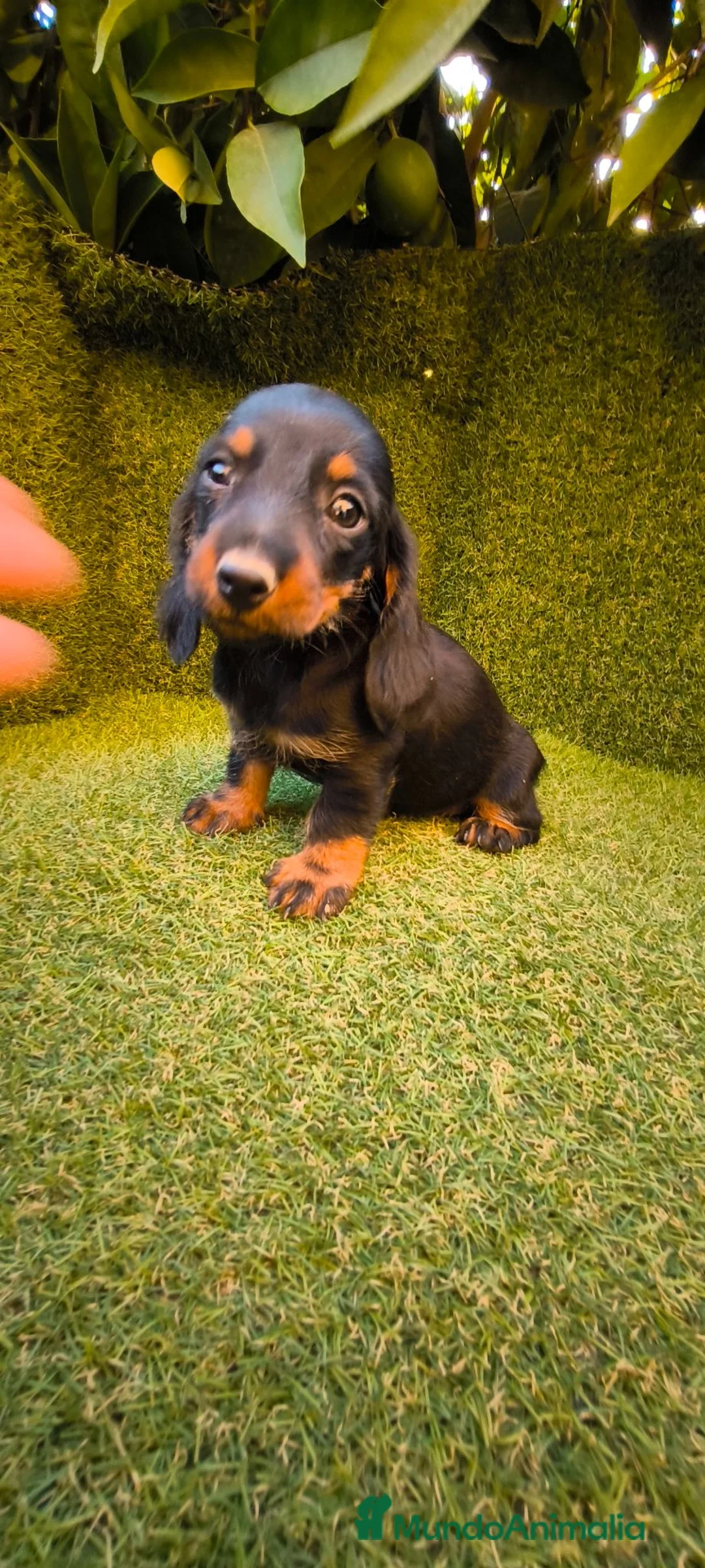Teckel Miniatura perros en venta: teckel negro fuego miniatura  - Anuncio 2