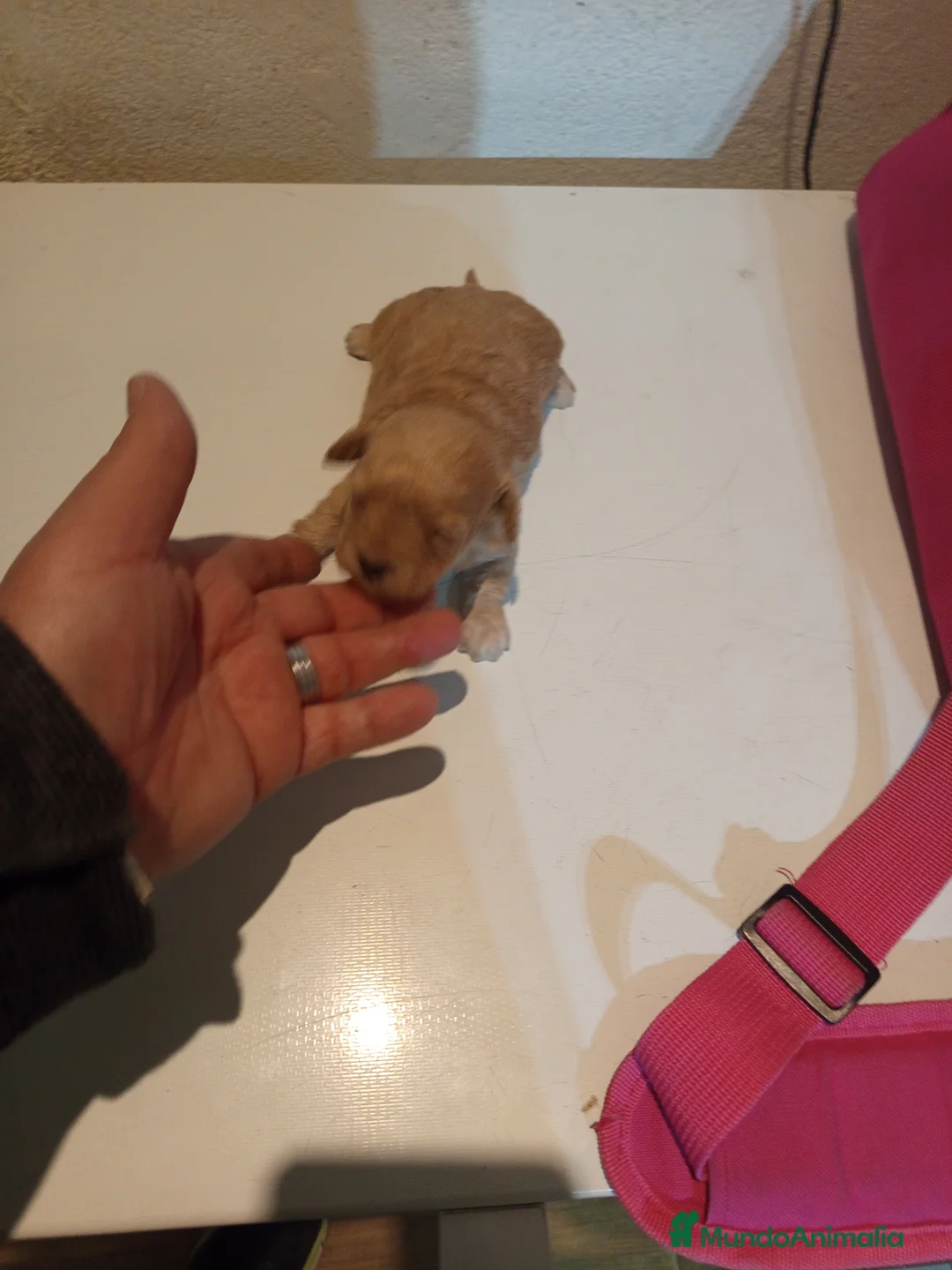 Caniche Toy perros en venta: Caniche toy  - Anuncio 1