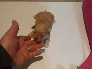 Caniche Toy perros Caniche toy - Anuncio 1