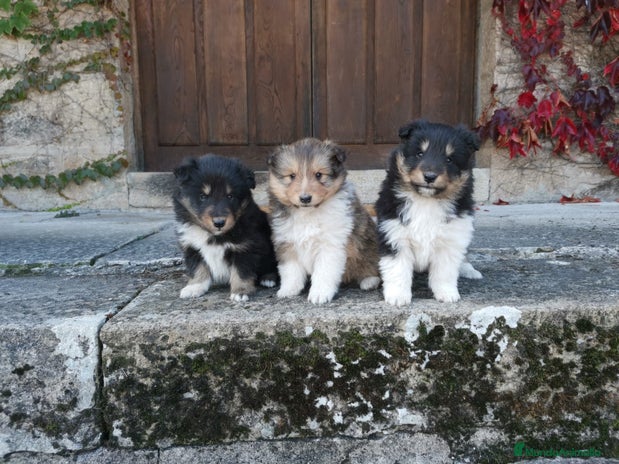 Perro Pastor de las Shetland perros - Anuncio 1
