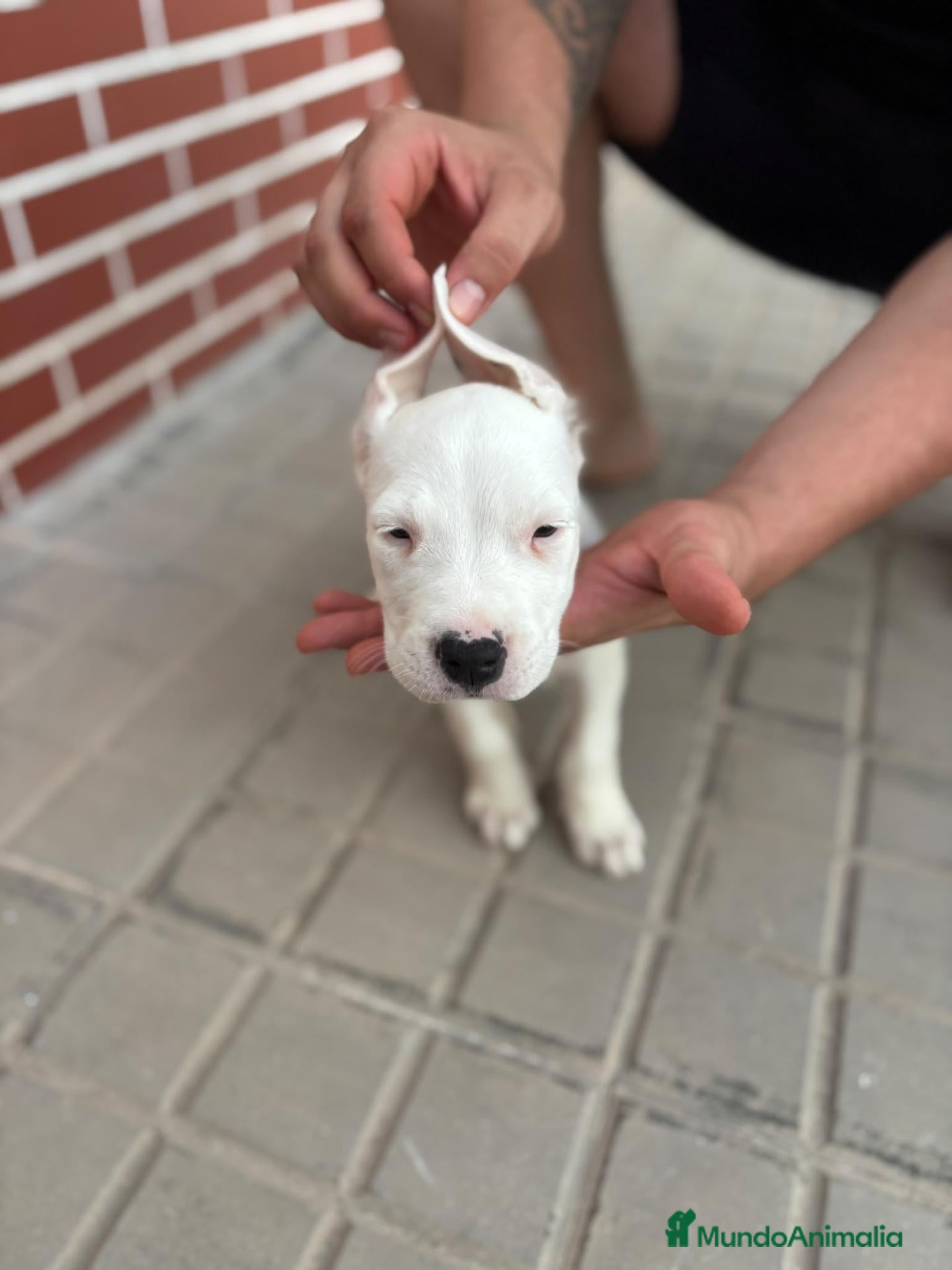 Dogo Argentino perros Dogo argentino - Anuncio 2
