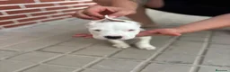Dogo Argentino perros en venta: Dogo argentino - Anuncio 1