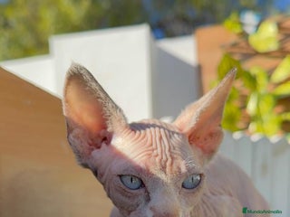 Sphynx gatos GATITAS SpHYNX - Anuncio 1