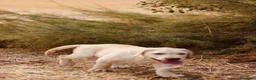 Labrador Retriever perros en venta: Cachorro macho amarillo.  - Anuncio 7