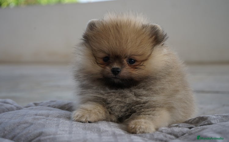 Pomerania perros - Propaganda 2