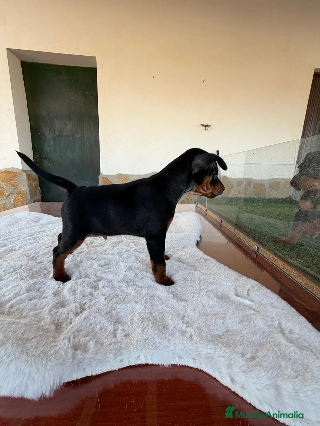 Pinscher Miniatura perros en venta: MINI PINSCHER MACHO - Anuncio 2