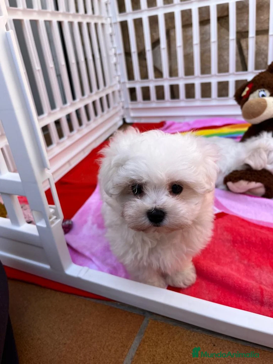 Bichón Maltés perros en venta: Bichón Maltés - Anuncio 8