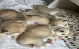 Husky Siberiano perros en venta: HUSKY - Imagen 2