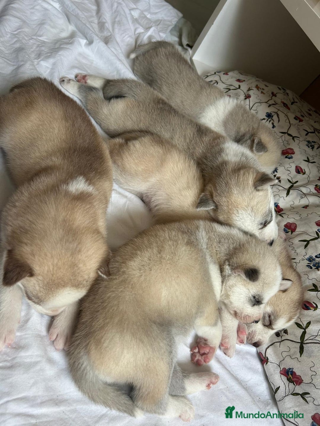 Husky Siberiano perros en venta: HUSKY - Imagen 2