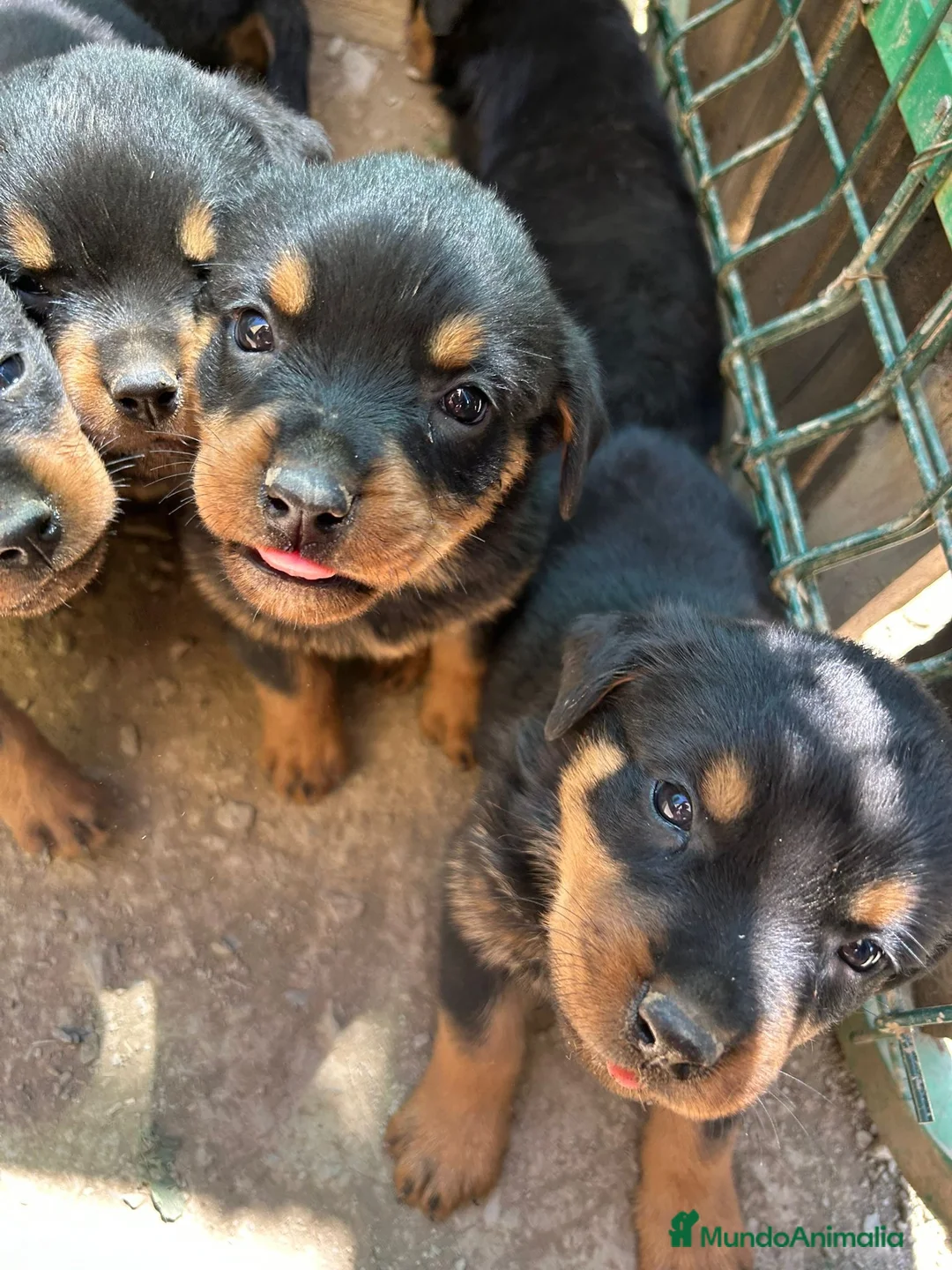 Rottweiler perros en venta: CACHORRO DE ROTTWAILER  - Anuncio 8