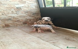 Dálmata perros en venta: Dalmata  - Imagen 2
