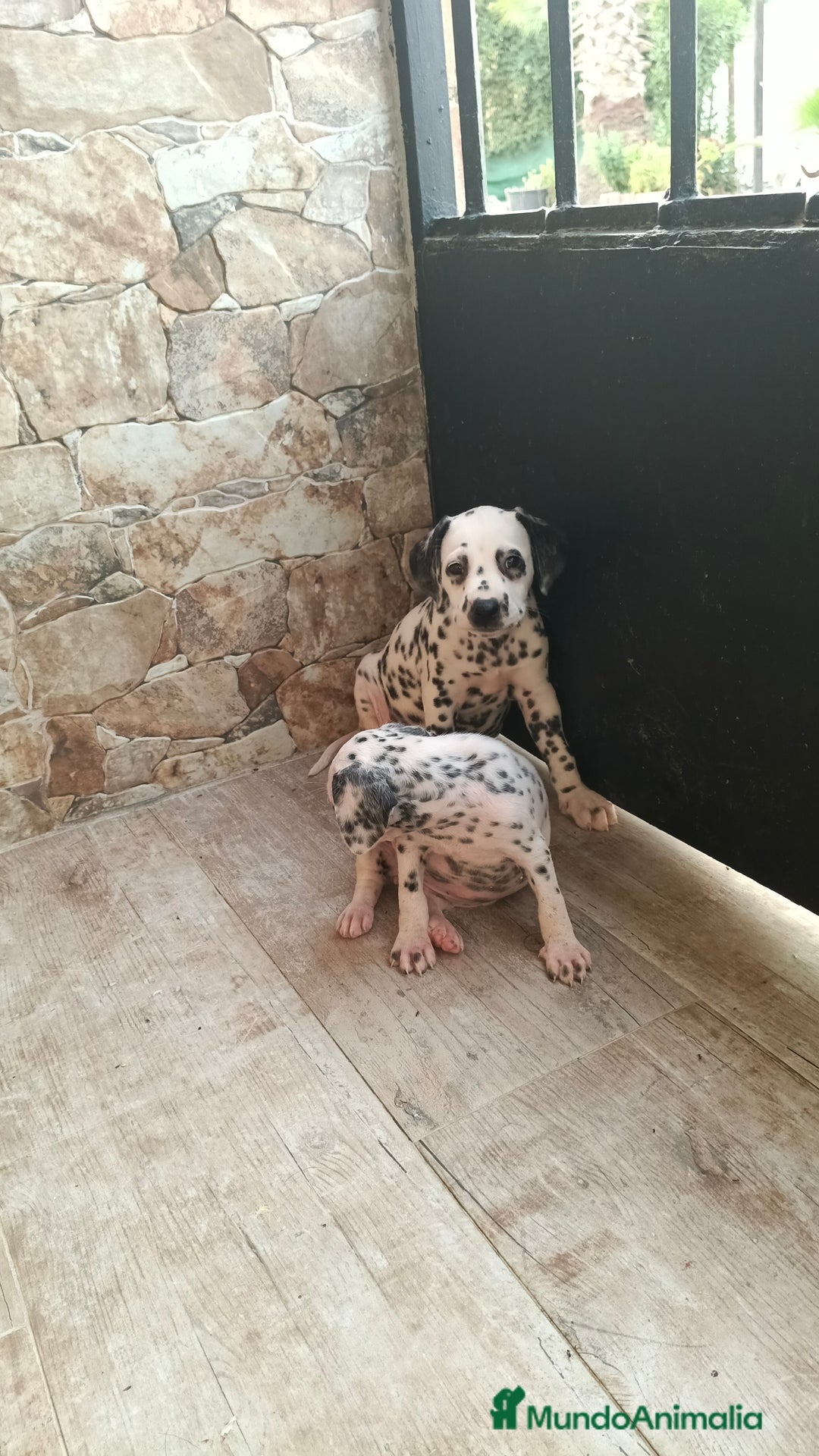 Dálmata perros en venta: Dalmata  - Imagen 2