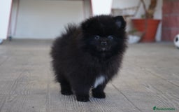 Pomerania perros en venta: 🐾 Prodigy y Monk – Pomerania con carácter 🌟 - Imagen 3
