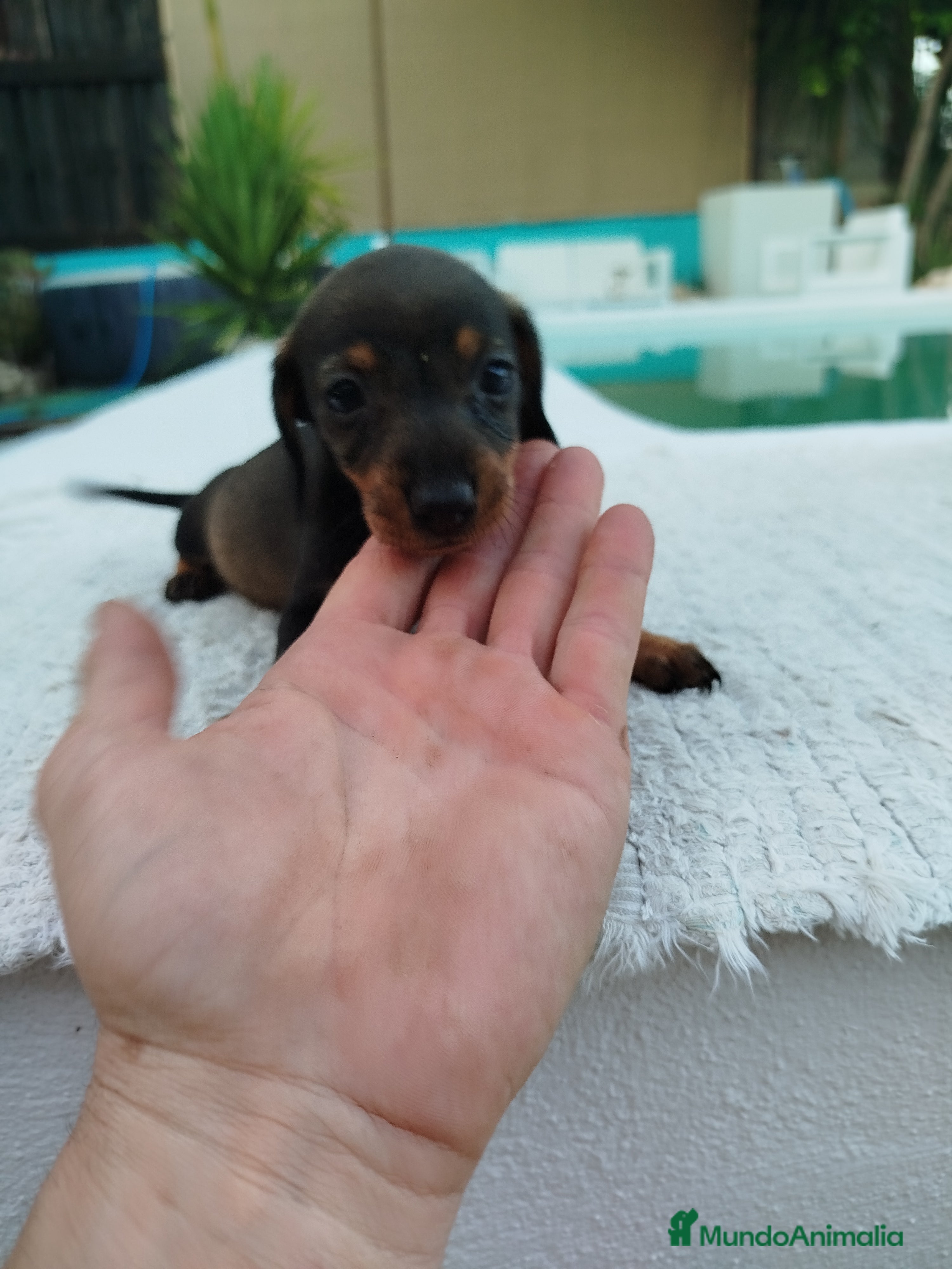 Teckel Miniatura perros Teckels kanichen  - Anuncio 2