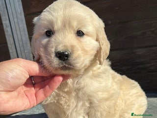 Golden Retriever perros en Barcelona - Anuncio 21