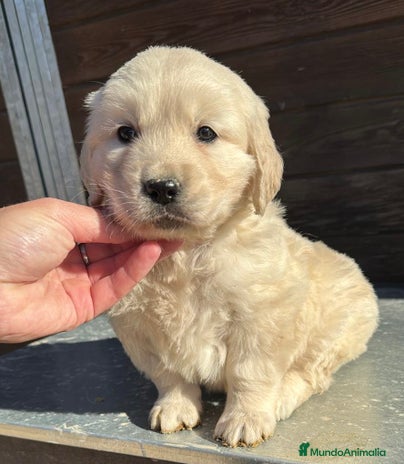 Golden Retriever perros en Barcelona - Anuncio 9