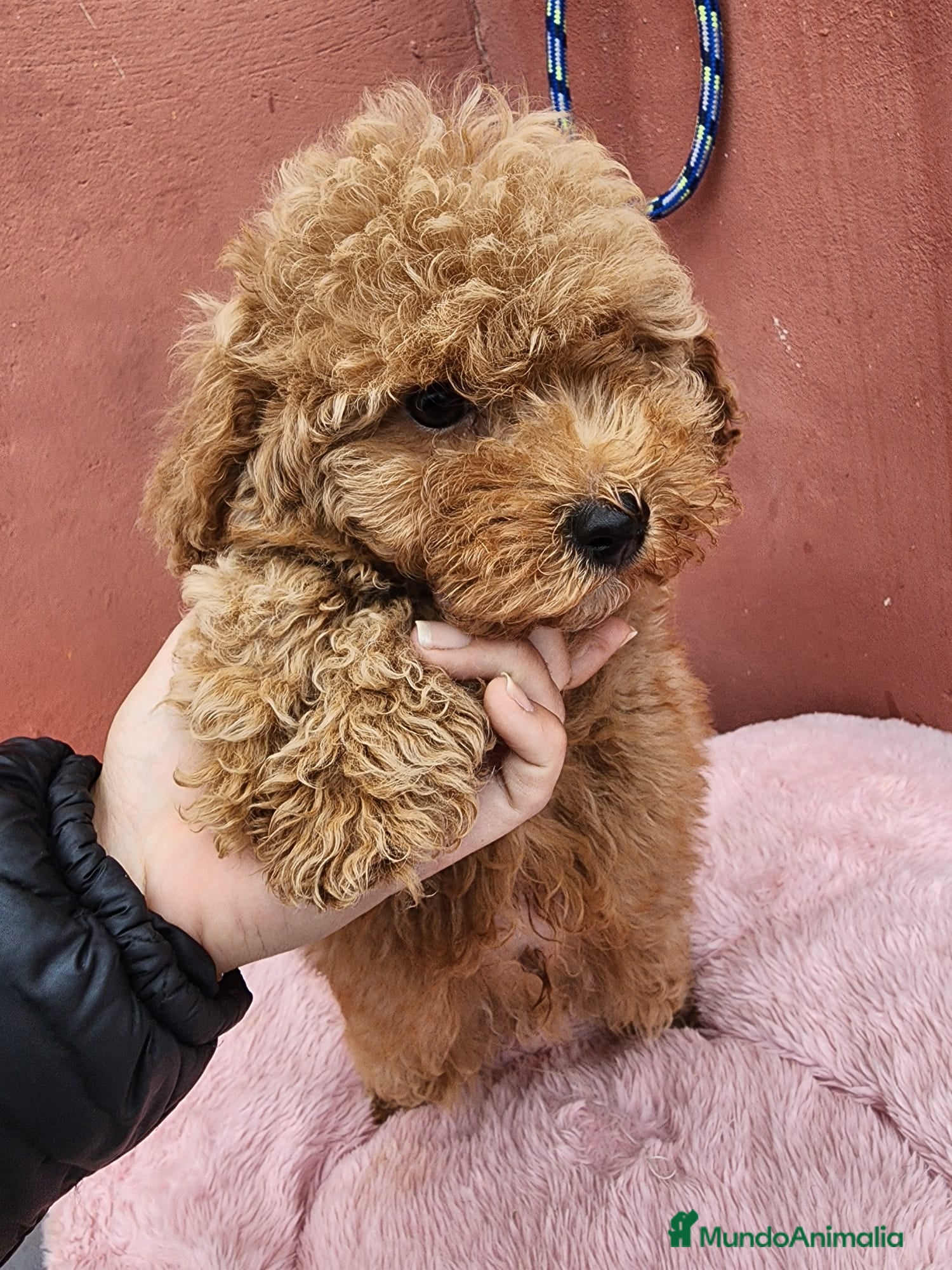 Caniche Toy perros en venta: Caniche precio real  - Anuncio 3