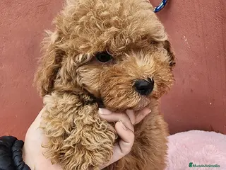 Caniche Toy perros en venta: Caniche precio real - Anuncio 3