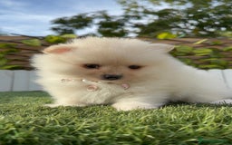 Pomerania perros en venta: POMERANIA HEMBRA - Imagen 15