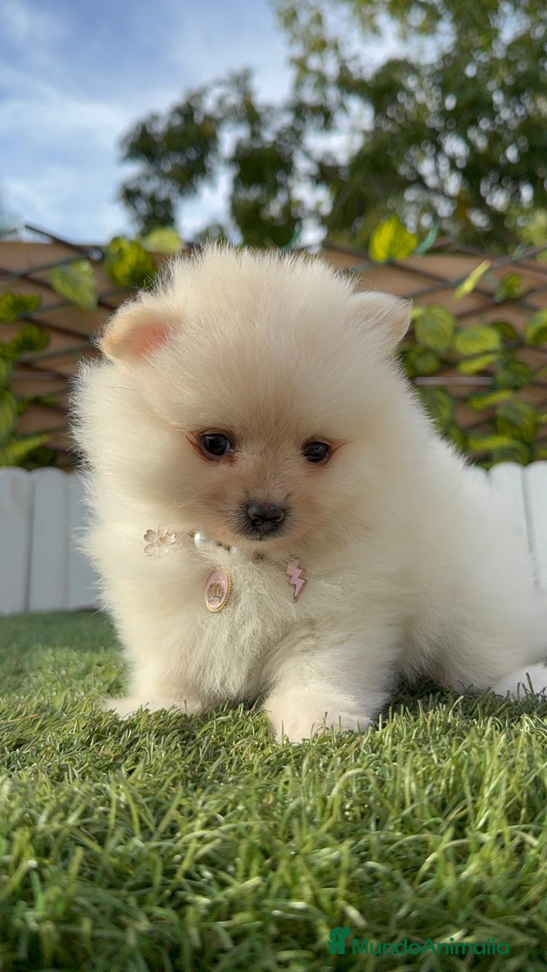 Pomerania perros en venta: POMERANIA HEMBRA - Imagen 15
