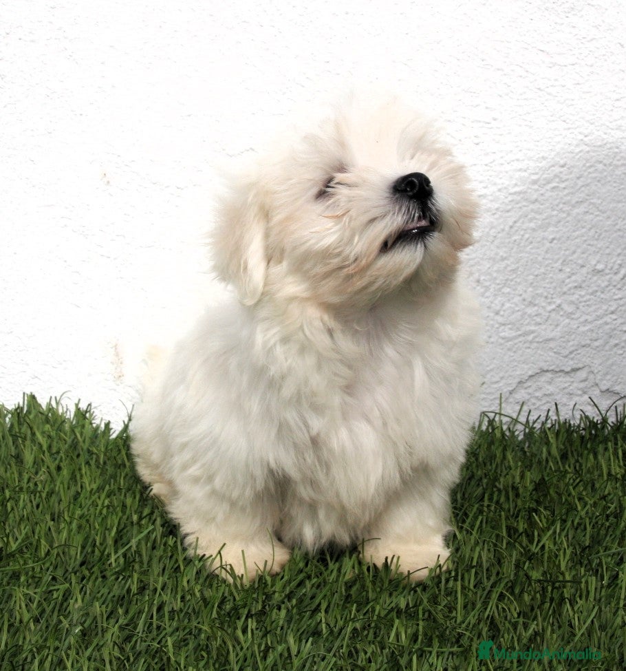 Bichón Maltés perros en venta: Bichon Maltes  - Anuncio 14