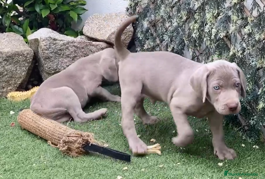 Weimaraner perros BRACOS DE WEIMAR, CACHORROS GRISES - Anuncio 1