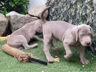 Weimaraner perros BRACOS DE WEIMAR, CACHORROS GRISES - Anuncio 1