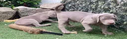 Weimaraner perros en venta: BRACOS DE WEIMAR, CACHORROS GRISES - Anuncio 1