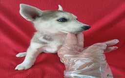 Husky Siberiano perros en venta: Husky Siberiano  - Imagen 2