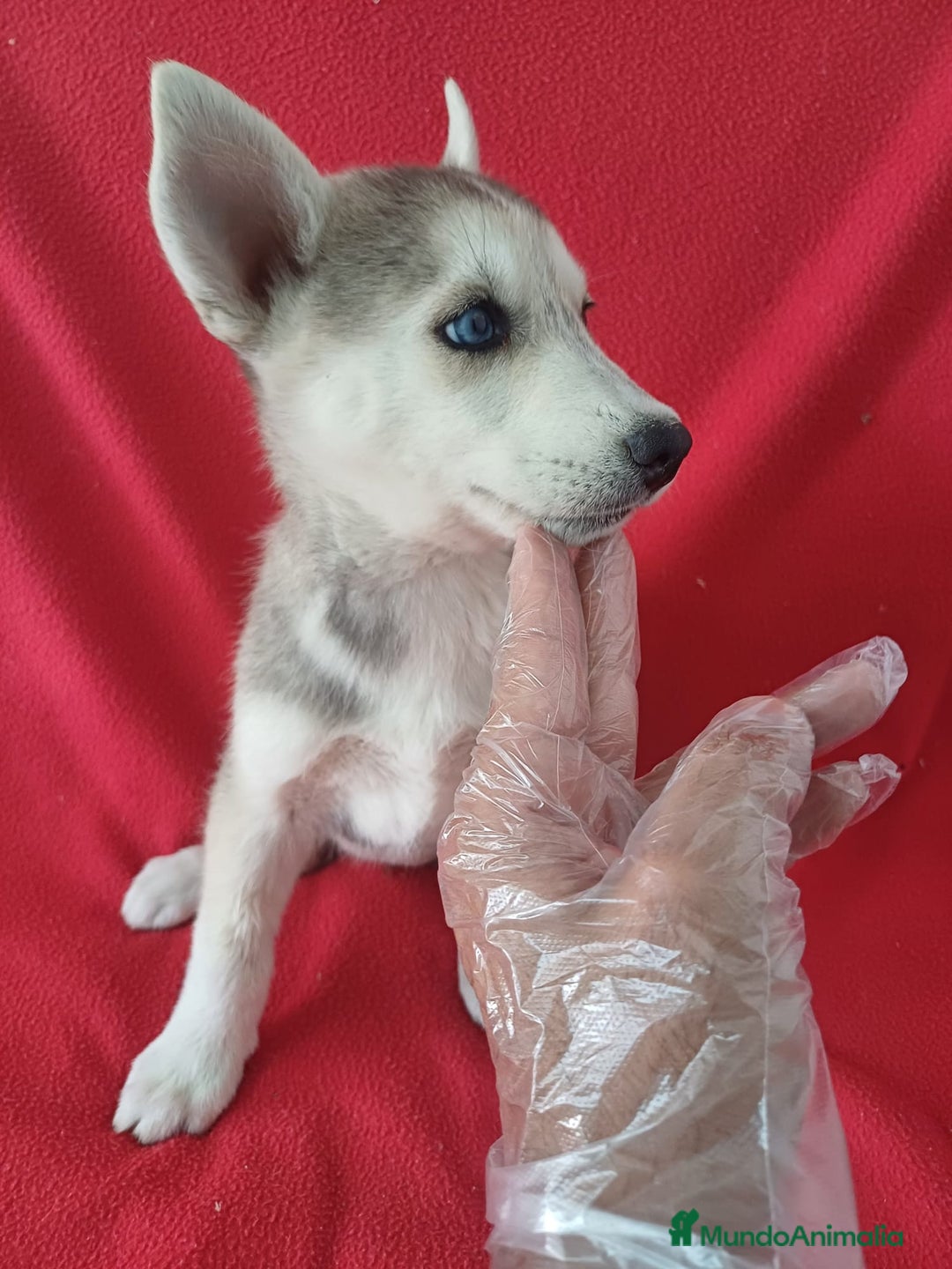 Husky Siberiano perros en venta: Husky Siberiano  - Imagen 2