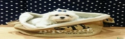 Bichón Maltés perros en venta: Bichón Maltés toy en Barcelona - Anuncio 4