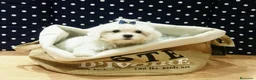 Bichón Maltés perros en venta: Bichón Maltés toy en Barcelona - Anuncio 4