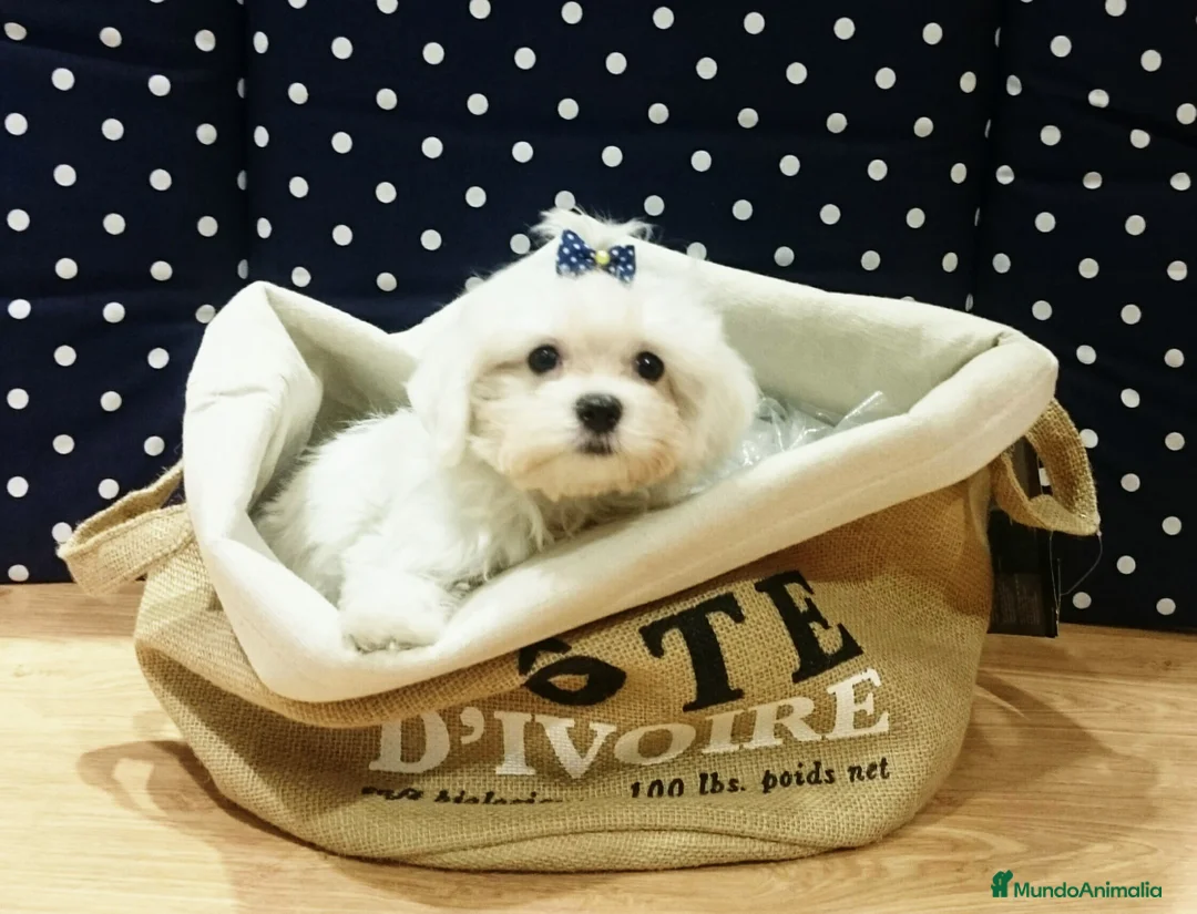 Bichón Maltés perros en venta: Bichón Maltés toy en Barcelona - Anuncio 4