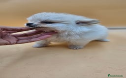 Pomerania perros en venta: Lulú de pomerania  en Cádiz - Imagen 5