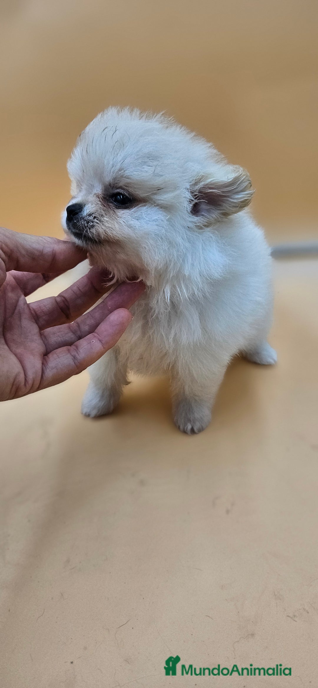 Pomerania perros en venta: Lulú de pomerania  en Cádiz - Imagen 5