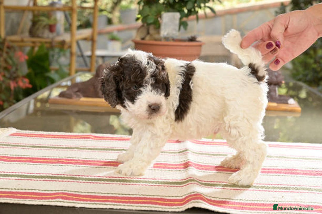 Perro de Agua Español perros en venta: Perro de agua Español  - Anuncio 3