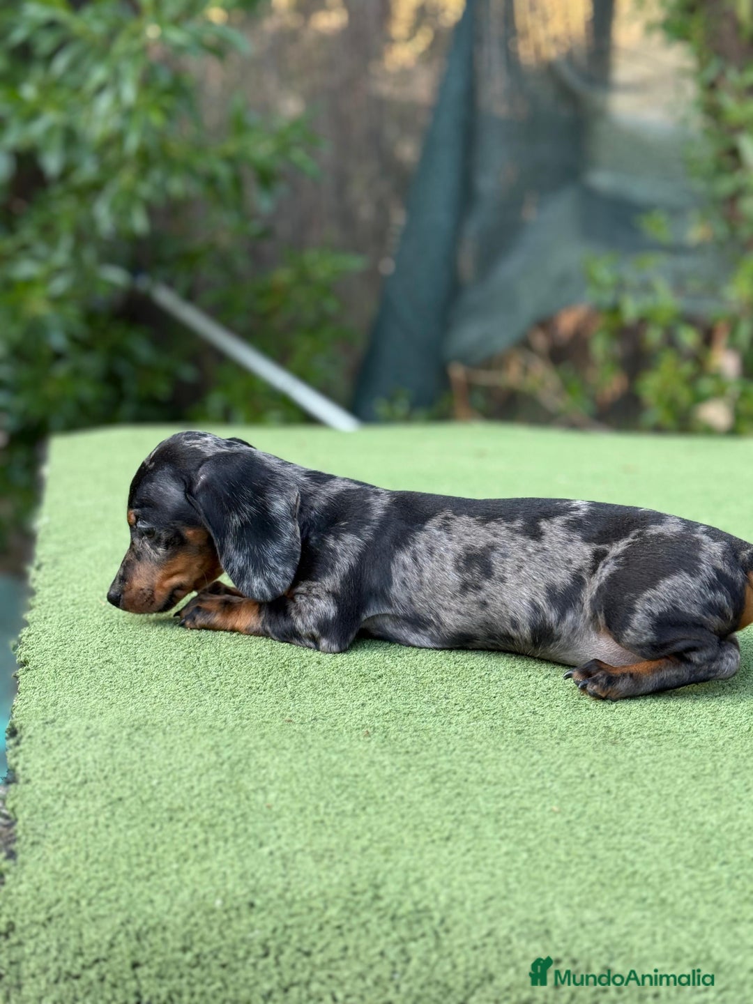 Teckel Miniatura perros en venta: Teckel kanichen macho arlequín planta - Imagen 3