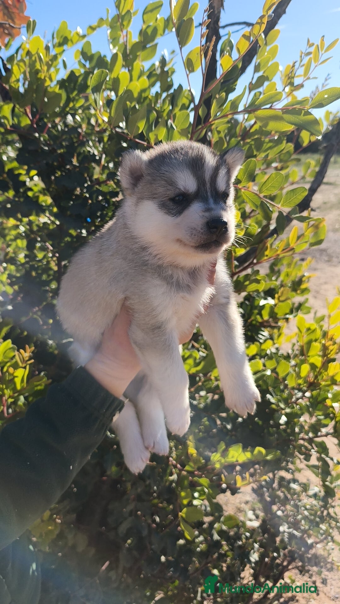 Husky Siberiano perros en venta: Husky SIBERIANO  - Anuncio 4