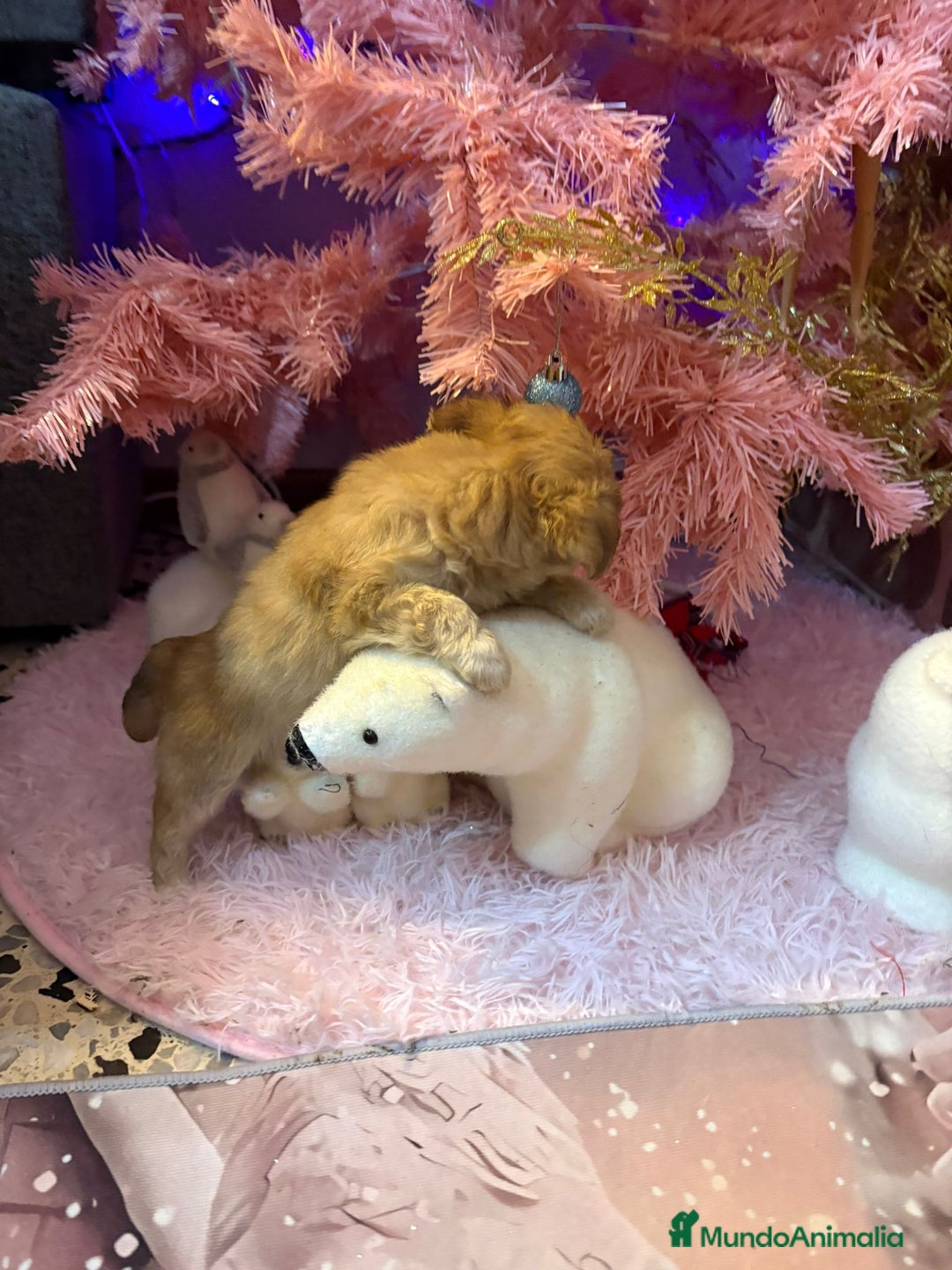 Chihuahua perros en venta: Chihuahua toy pelo largo  - Anuncio 6