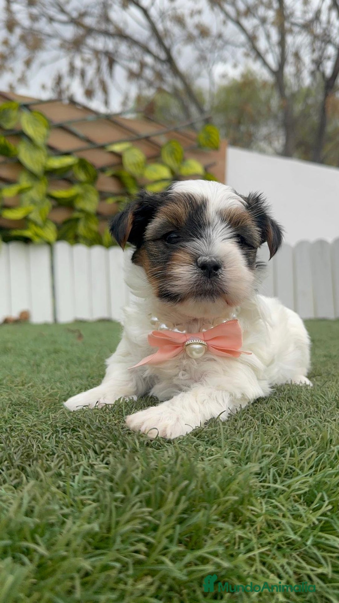 Yorkshire Terrier perros en venta: YORKSHIRE BIEWER HEMBRA - Anuncio 3