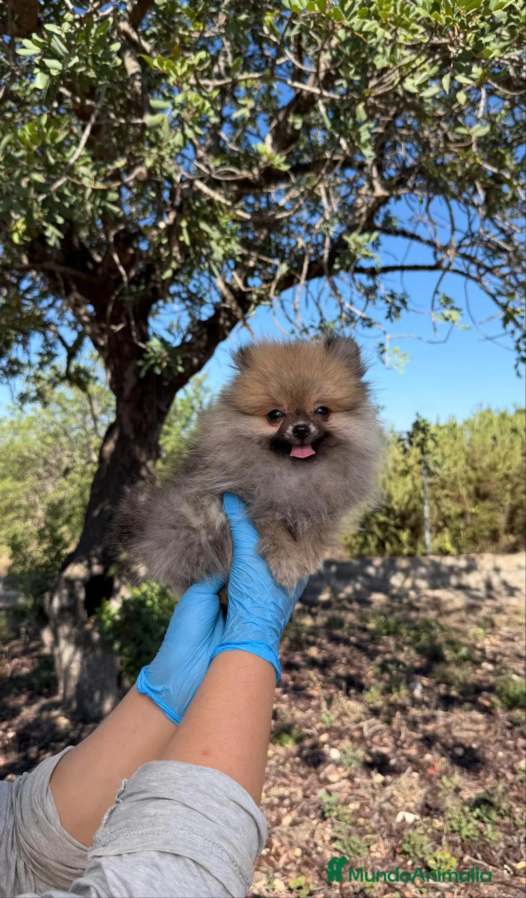 Pomerania perros en venta: POMERANIA DIMINUTA - DISPONIBLE - Anuncio 2