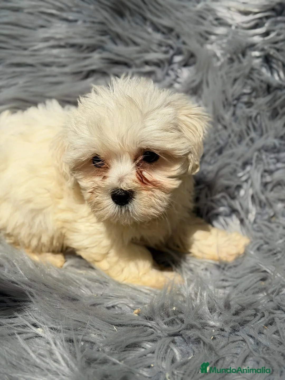 Bichón Maltés perros en venta: Bichon maltes macho🐾 - Anuncio 1