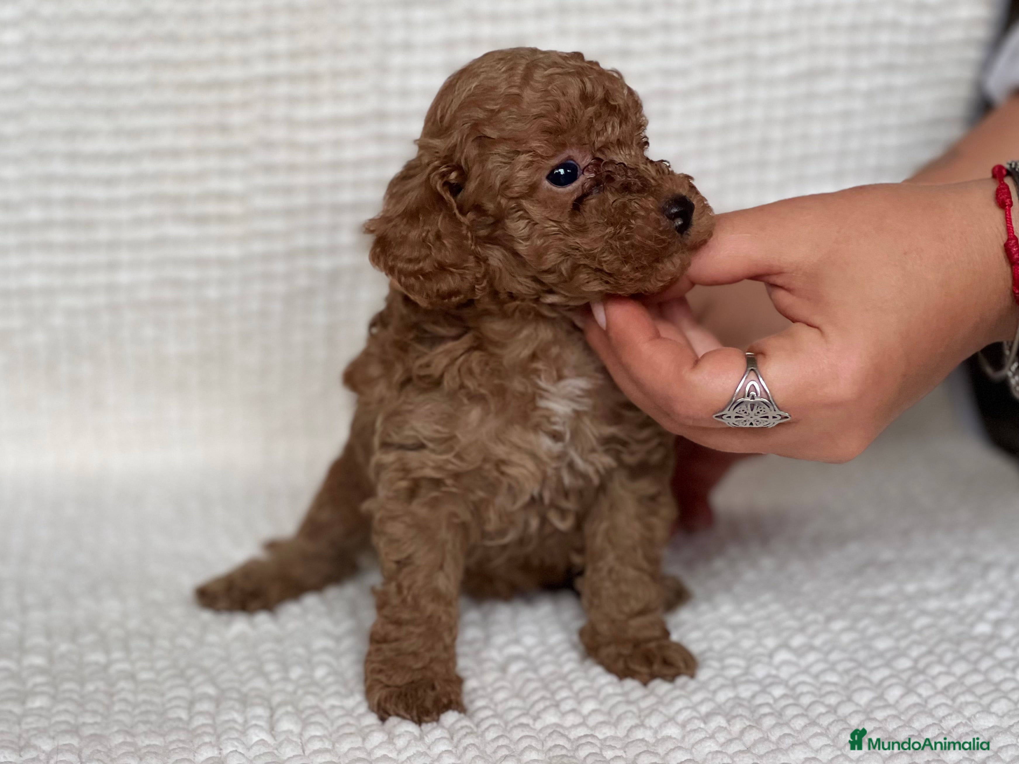 Caniche Toy perros PRECIOSO EJEMPLAR DE CANICHE TOY ROJO - Anuncio 1