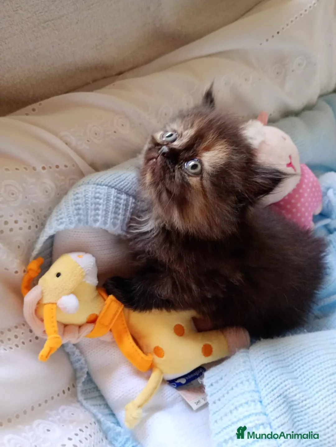 Persa gatos en venta: Gatitos persa y malayo disponible - Anuncio 8