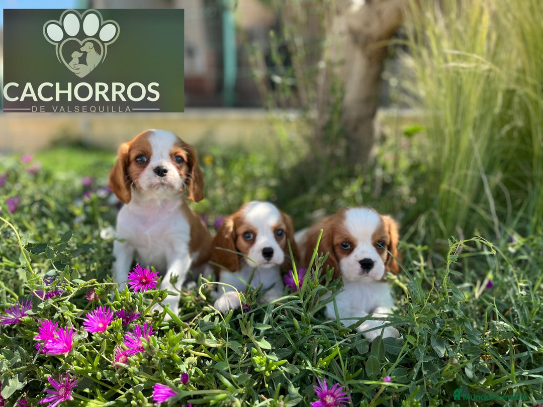 Cavalier King Charles Spaniel perros en venta: Cavalier king - Imagen 3