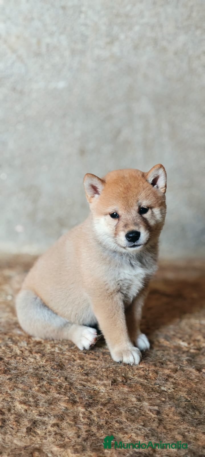 Shiba Inu perros Cachorros de Shiba Inu  - Anuncio 20