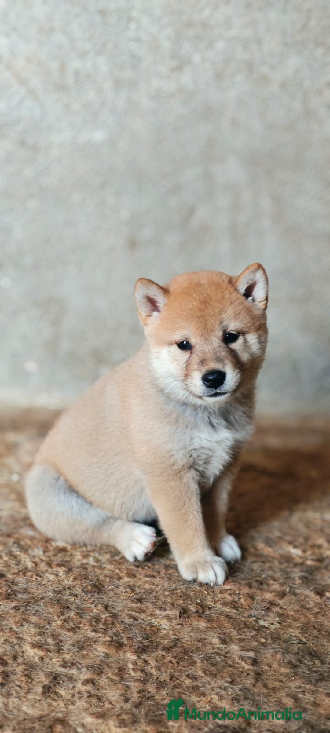 Shiba Inu perros en venta: Cachorros de Shiba Inu  - Anuncio 1