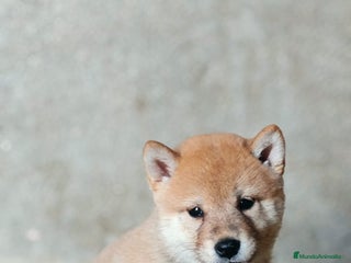 Shiba Inu perros Cachorros de Shiba Inu - Anuncio 2