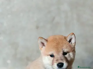 Shiba Inu perros Cachorros de Shiba Inu - Anuncio 21